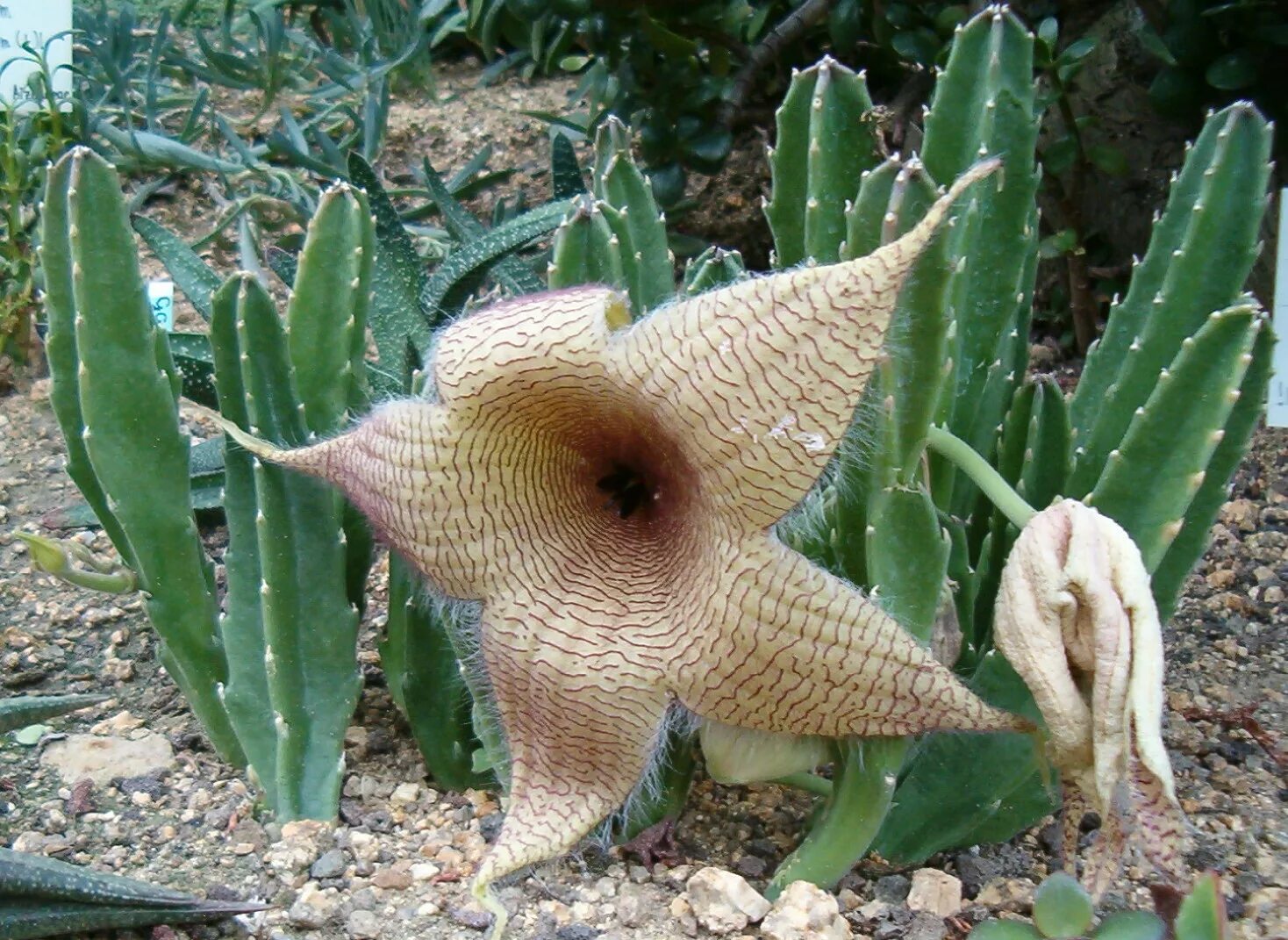 Цветок который воняет. Stapelia gigantea. Стапелия гигантея. Стапелия гигантская. Стапелия (Stapelia).
