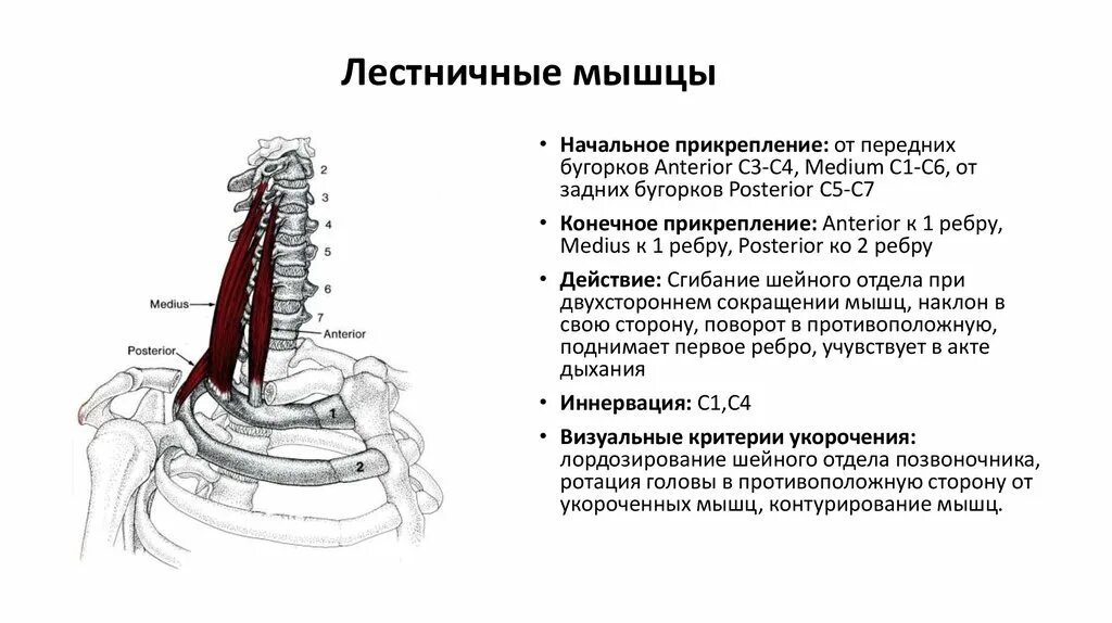 Передняя средняя и задняя лестничные мышцы. Задняя лестничная мышца шеи анатомия. Функция передней лестничной мышцы. Передняя средняя и задняя лестничные мышцы функции.