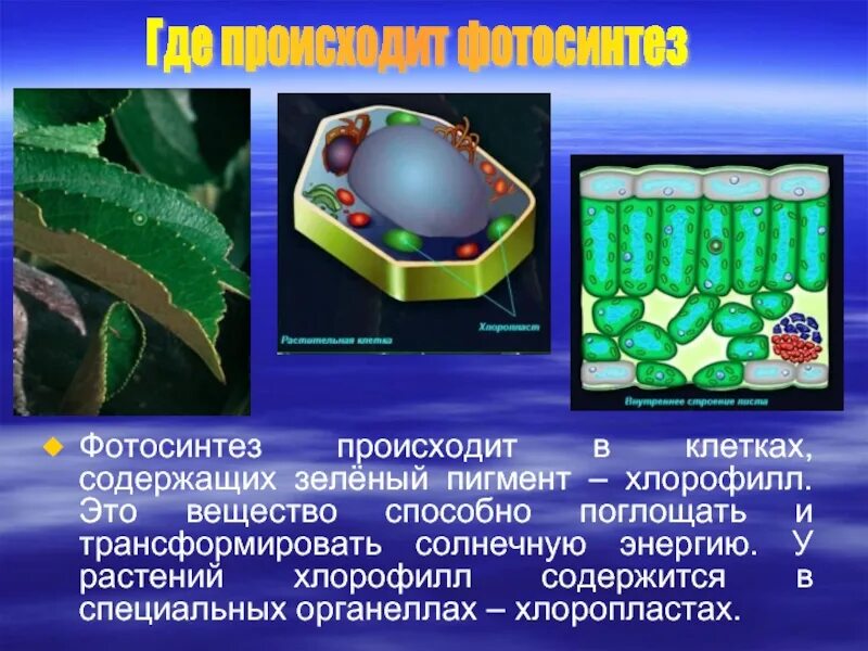 Хлорофилл в клетках растения. Клеточные пигменты хлорофилл. Содержит зеленый пигмент хлорофилл. Хлорофилл содержится в клетках чего. Фотосинтез происходит в клетках содержащих хлорофилл