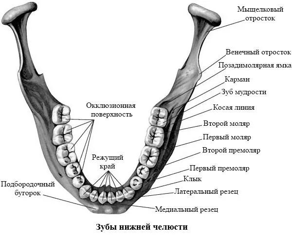 Строение зубов человека нижней челюсти. Строение зубов человека нижней челюсти и верхней челюсти. Нижняя челюсть анатомия строение. Зубы верхней и нижней челюсти анатомия.