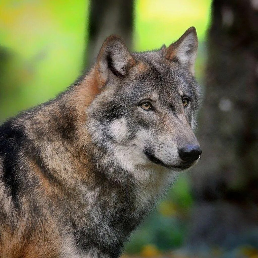 Wolf Wolf pictures, Beautiful wolves, Wolf dog