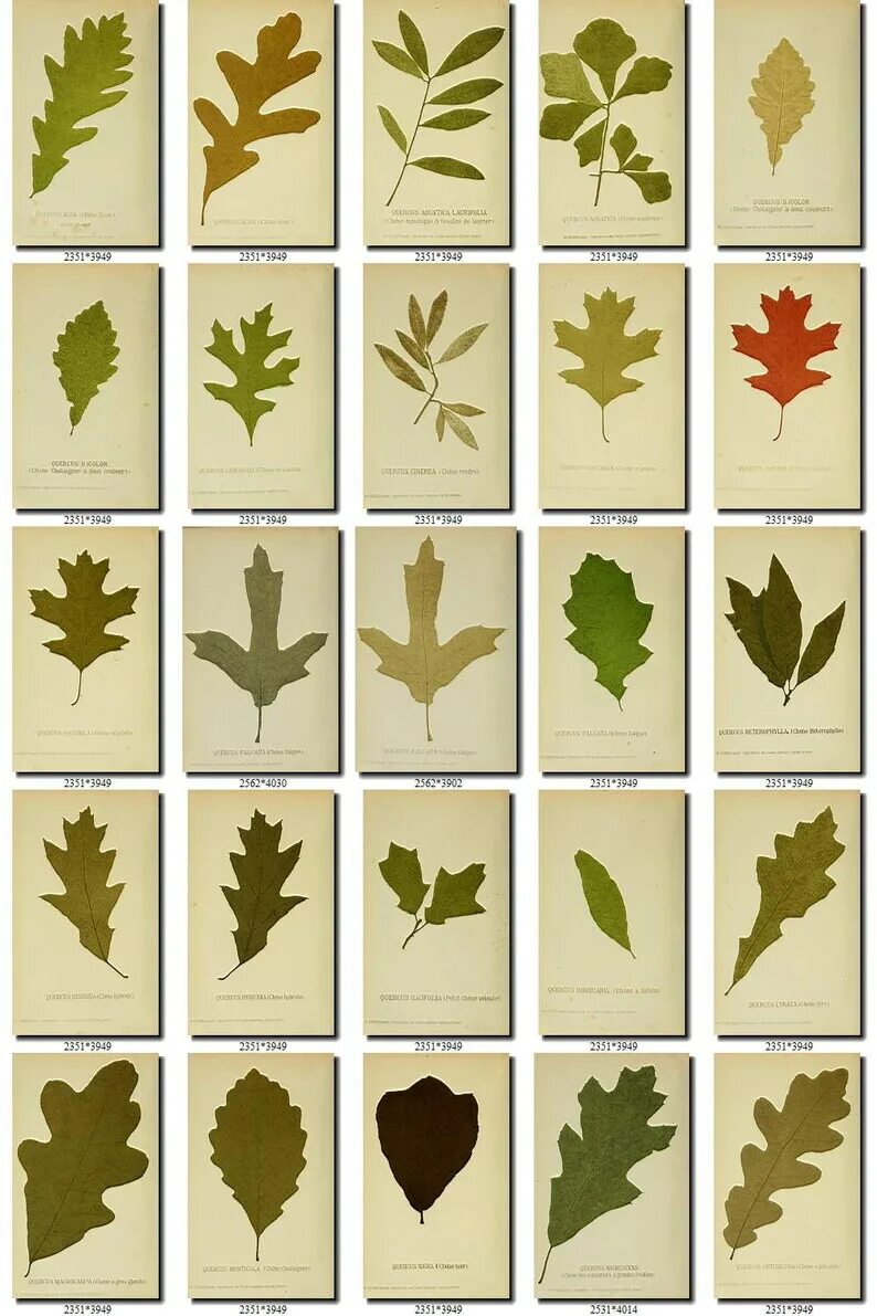 Определить название листьев деревьев. Дерево с резными листьями. Листья деревьев. Листья разных деревьев. Необычные листья деревьев.