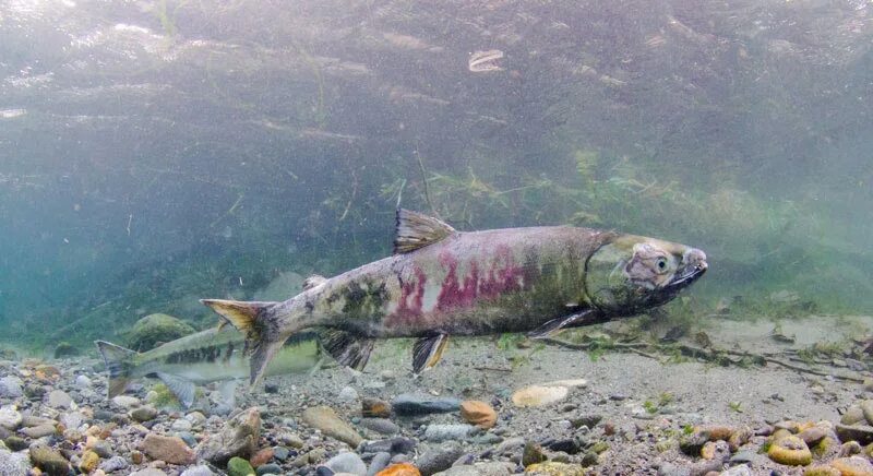 Кетов камчатка. Кета рыба нерест. кета после нереста. кета рыба камчатка. кета до нереста.