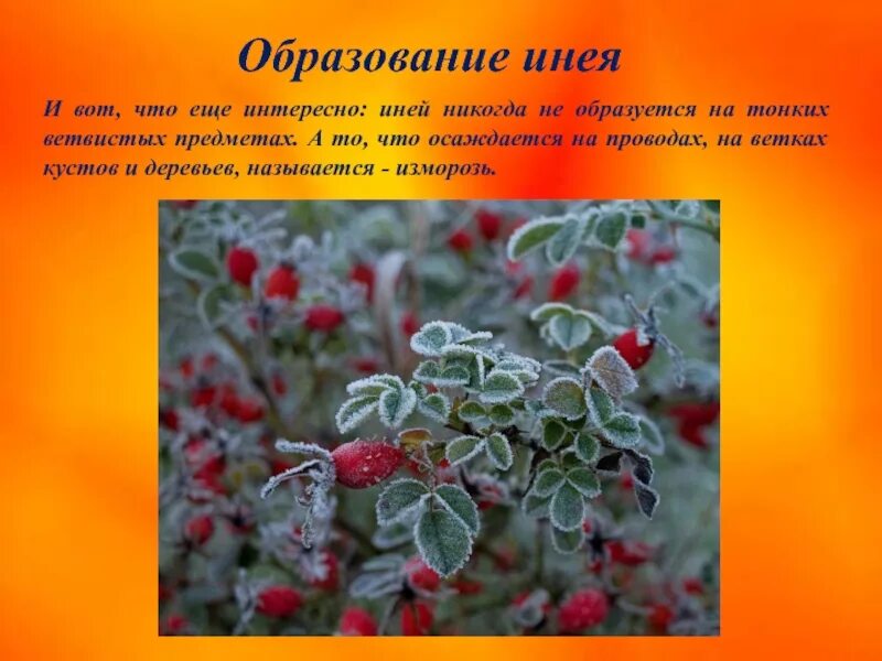 Образование инея физическое явление. Образование инея. иней доклад. иней образуется. как образуется иней.