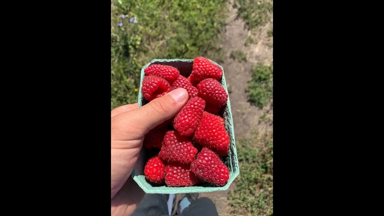 Малина Нижегородец. Малина Нижегородец описание. Малино Нижегородец. Малина Нижегородец фото.