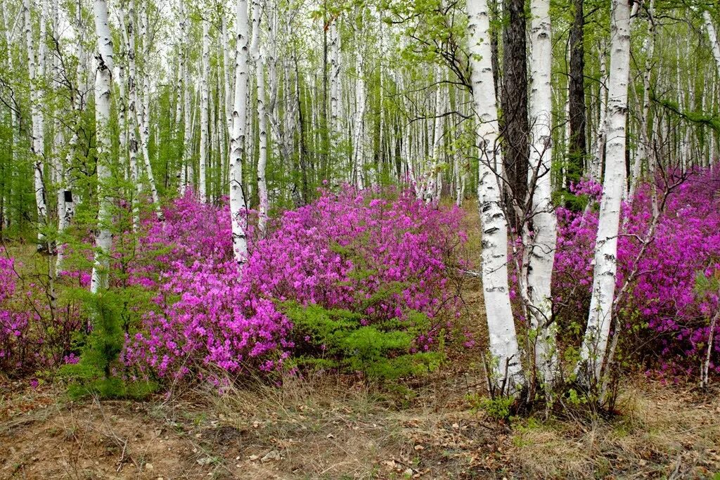 Лес в забайкальском крае. Багульник в Забайкалье. Природа Забайкальского края багульник. Багульник Леснянский. Багульник Ингода.