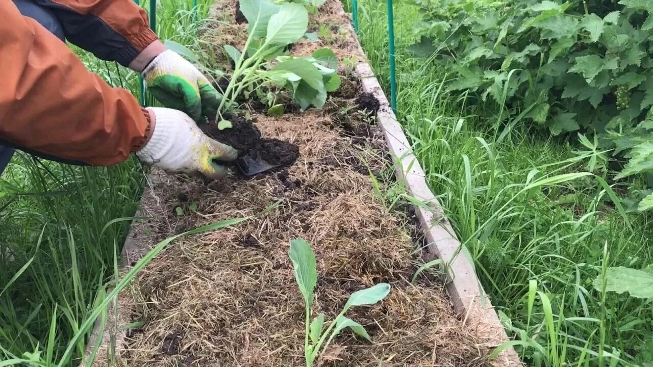 Один рабочий пропалывает грядку