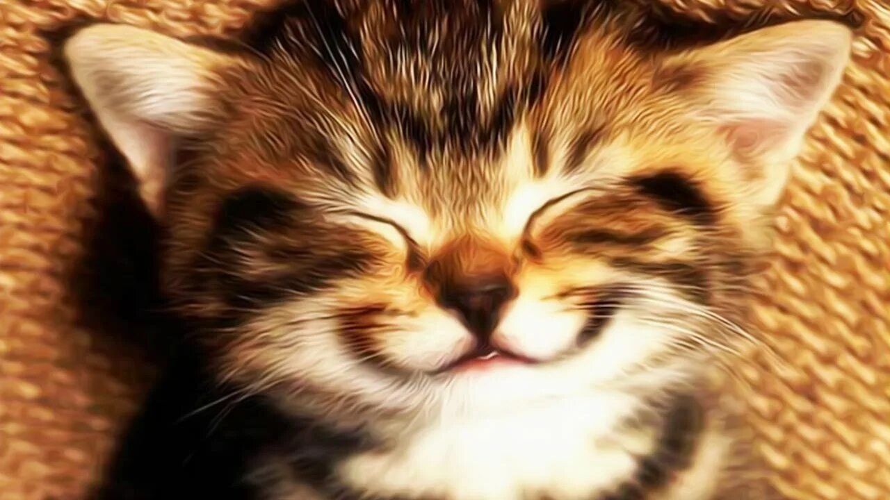 Ну довольная. Кот улыбается. Кот улбаеца. Счастливый кот. Милый кот улыбается.