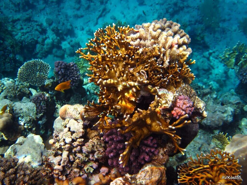 Coral 6. Коралловый риф Калкан. Риф скелета. Коралловые рифы и их скелет. Коралловый риф Лоо.