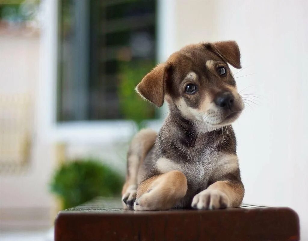 Красивые щенки. Красивые маленькие собачки. Какой нибудь щенок. Милые щенки. Взгляд собаки.