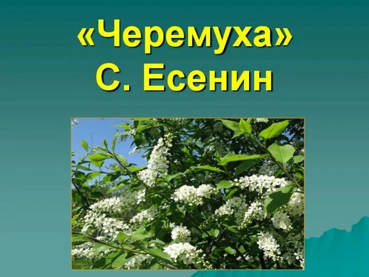 Произведение черемуха есенин. Есенин с. а. "черемуха". Есенин черёмуха душистая.