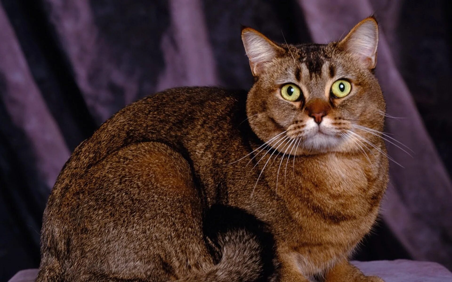 Как выглядят кошки породы. Абиссинский табби. Порода кошек Меркурий. Коричневый короткошерстный кот. Красивые породистые кошки.