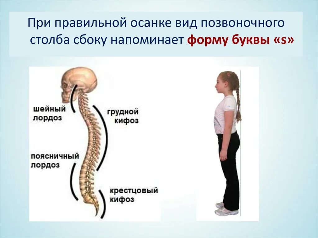 Щенок по имени лордоз. При правильной осанке. При правильной осанке Позвоночный столб. Правильная осанка вид сбоку. Лордоз поясничного отдела позвоночника.