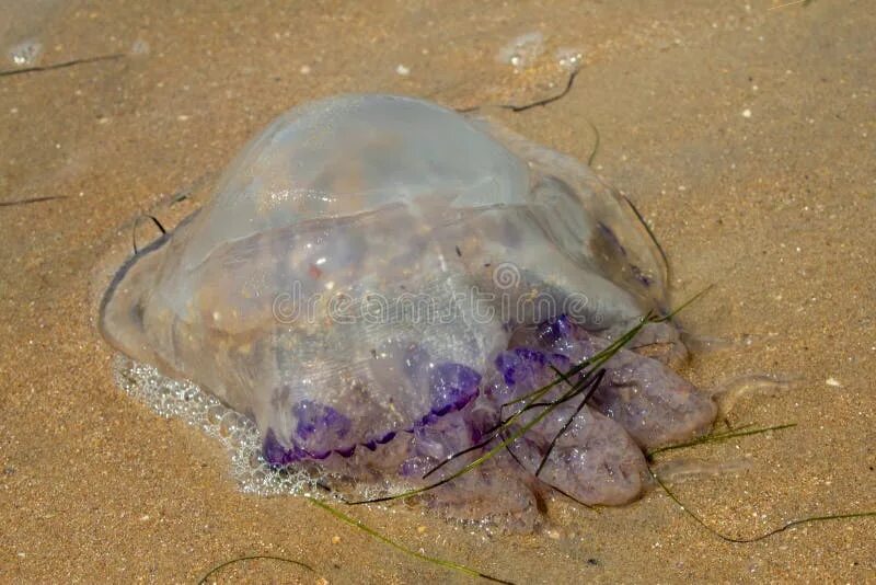 Медузы на пхукете сейчас. Медузы на Пхукете и их последствия. Фиолетовые медузы на Пхукете.