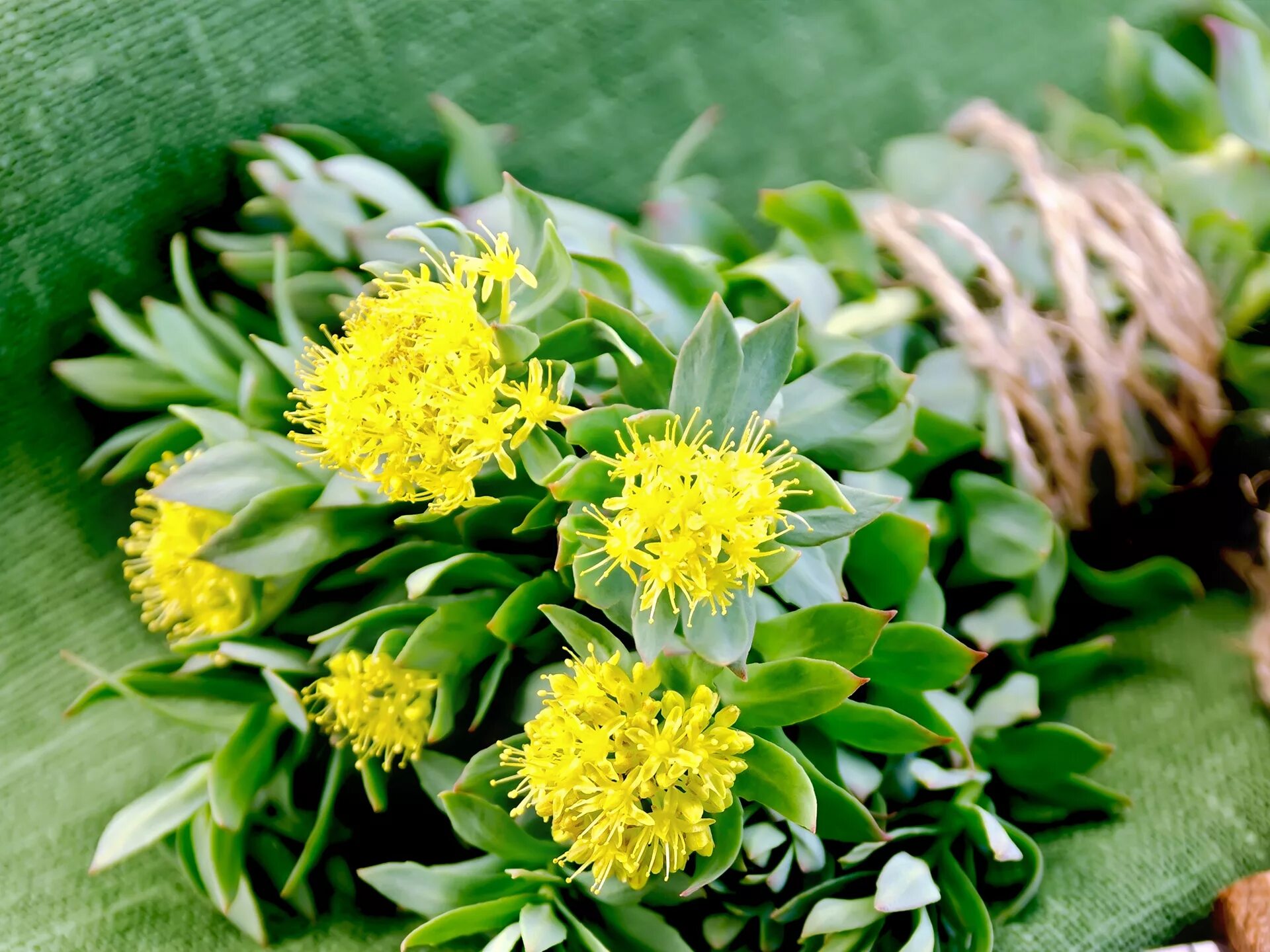 Rhodiola rosea. Родиола. Родиола розовая. Золотой корень родиола розовая. Родиола розовая (золотой корень) Алтайская.