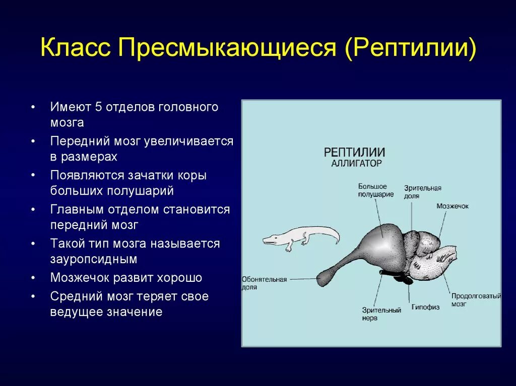 Как называется отдел головного мозга млекопитающих. Отделы головного мозга рептилий. Развитие головного мозга у пресмыкающихся. Головной мозг пресмыкающихся. Отделы головного мозга пресмыкающихся.