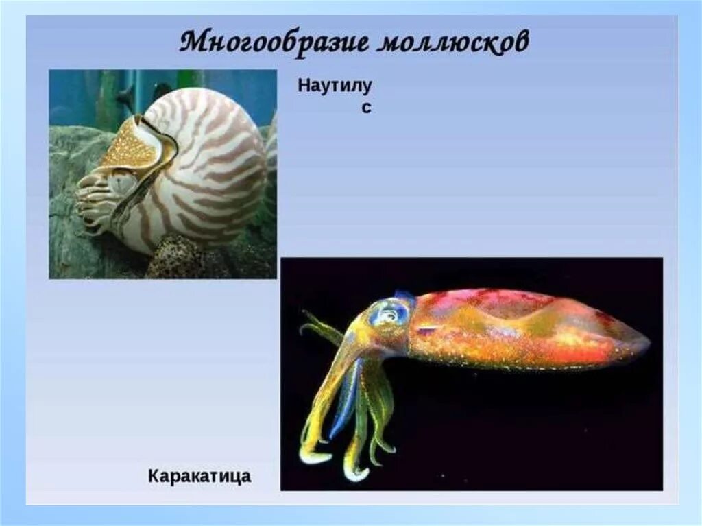Какой тип характерен для каракатицы. Брюхоногие и головоногие. Класс головоногие моллюски каракатица. Тип моллюски многообразие. Многообразии типов моллюсков.