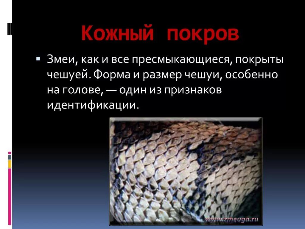 Покров тела змей 7 класс биология. Кожный Покров змеи. Презентация на тему змеи. Чешуя змеи. Какое тело у змеи