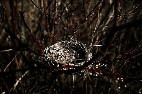 Empty nest