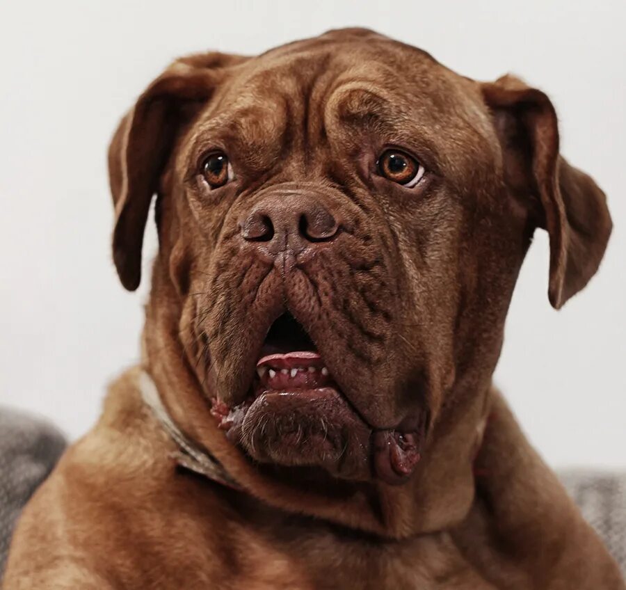 Кот с косоглазием. Забавные собаки. Смешные морды собак. Смешная собачья морда. Смешные собаки.