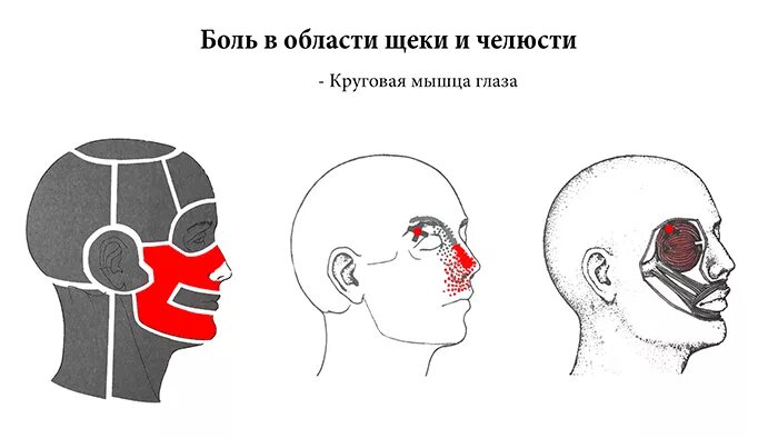 Почему отдает в нос. Болит голова в районе носа. головная боль в переносице. головная боль в районе переносицы. болит в области носа переносицы и затылок.