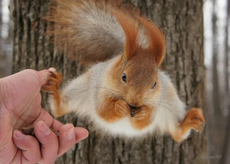 беличьи беличьи. лапки белочки. белка машет лапой. беличья лапка. мордочка белки.