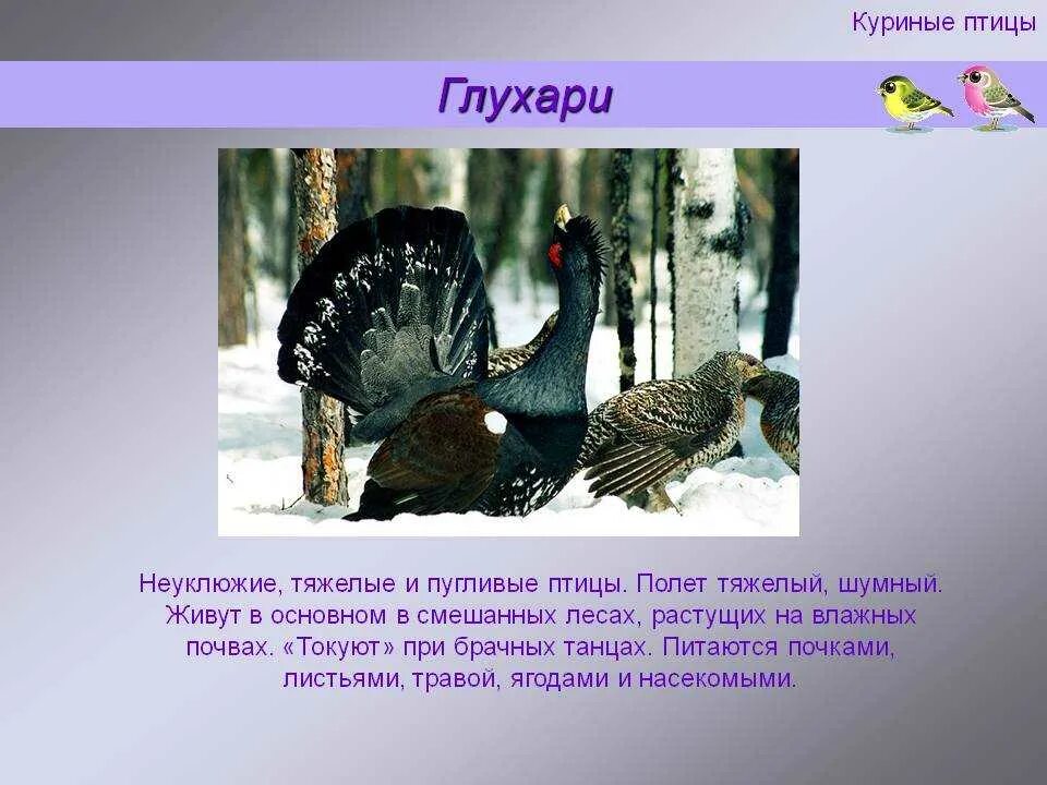 О чем говорит такое поведение капалухи. Глухарь оседлая птица. Рассказ о Глухаре. Краткое сообщение о Глухаре. Доклад про глухаря.