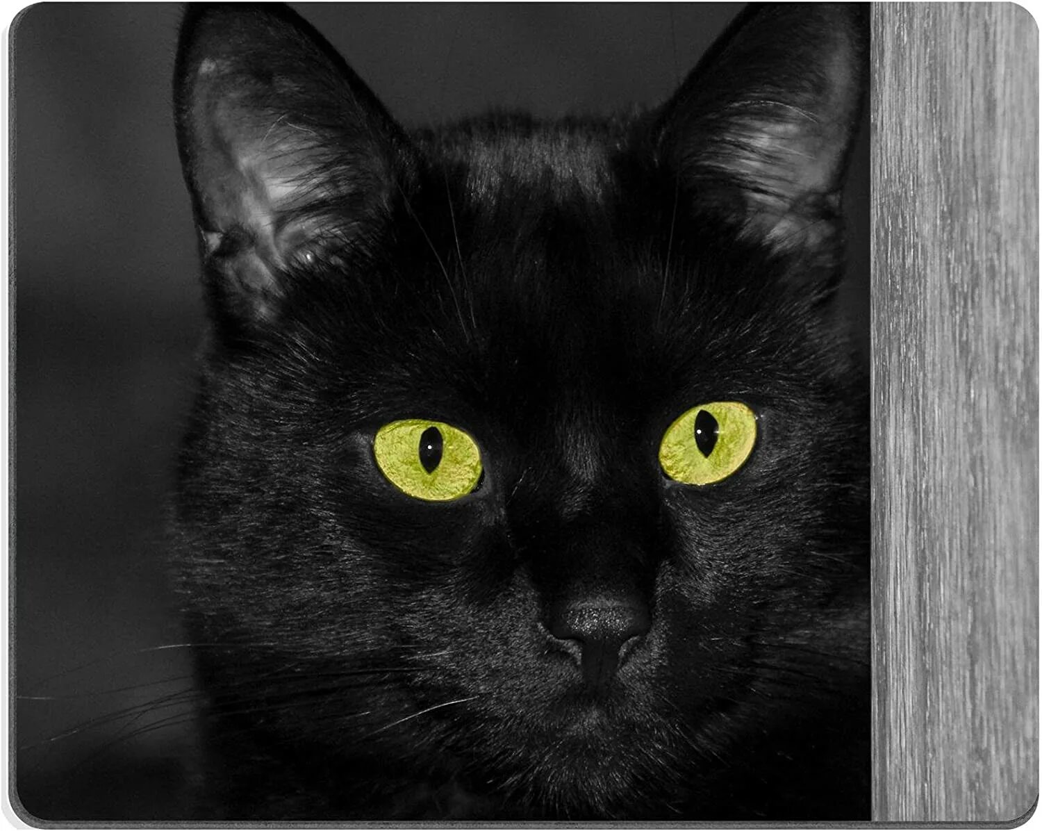 Красивый черный кот. Чёрные коты с жёлтыми глазами. Черный кот с желтыми глазами. Чёрный.