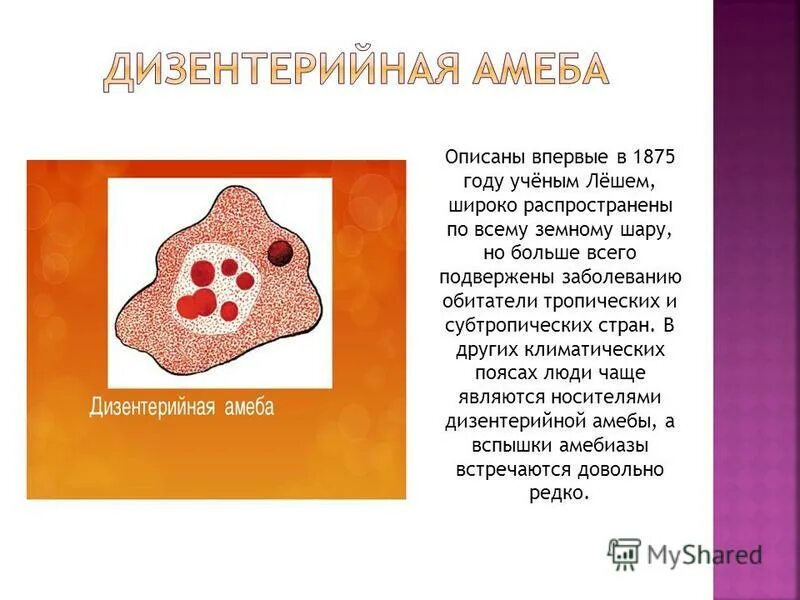 тканевая форма дизентерийной амебы. амёба дизентерийная среда обитания. строение различных форм дизентерийной амебы. дизентерийная амеба простейшие строение. дизентерийная амеба схема строения.