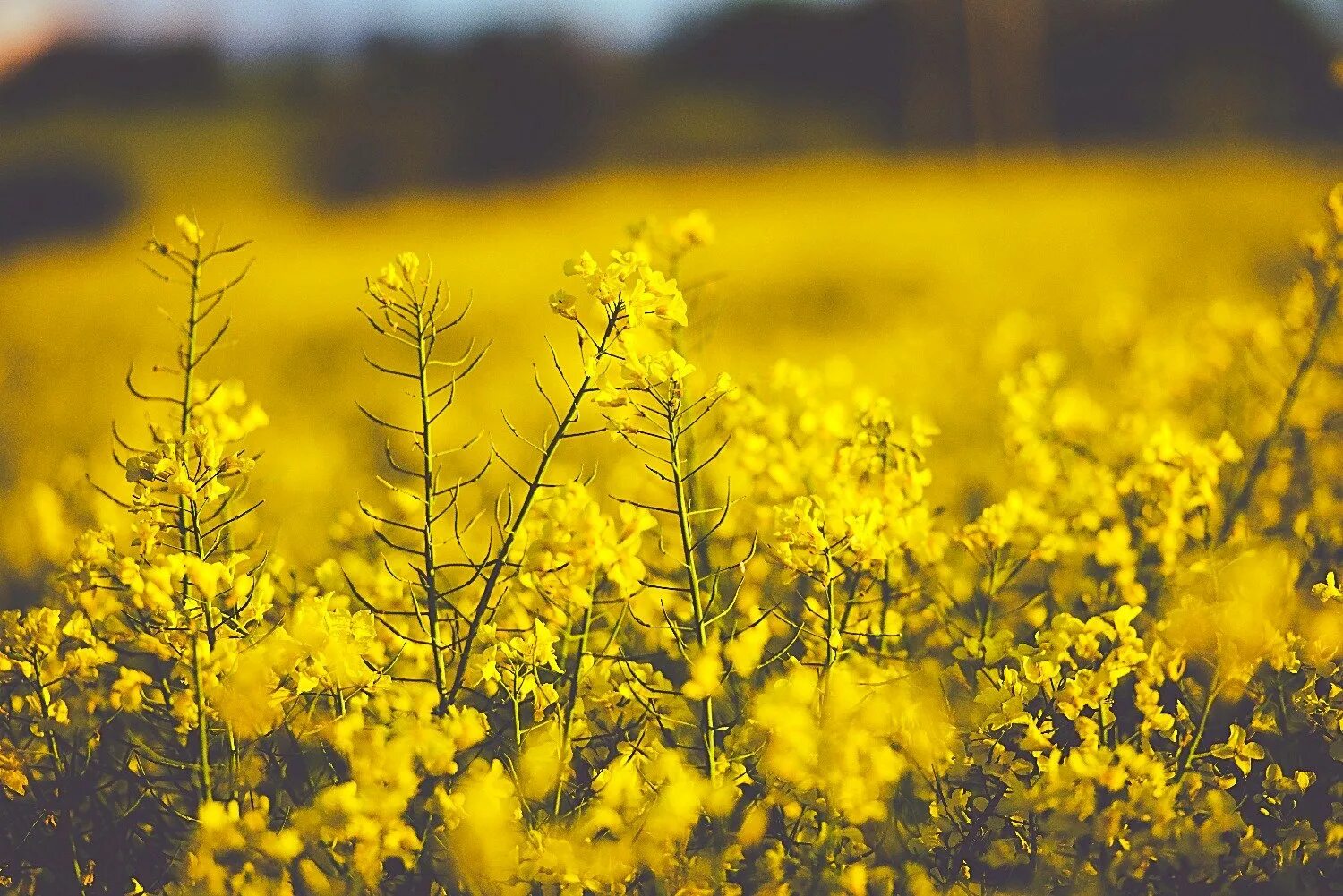Ярко желтыми цветами. Желтые цветы на полях. Поле с желтыми цветами Эстетика. Мелкие желтые цветы в полях. Маленькие желтые цветы на поле.