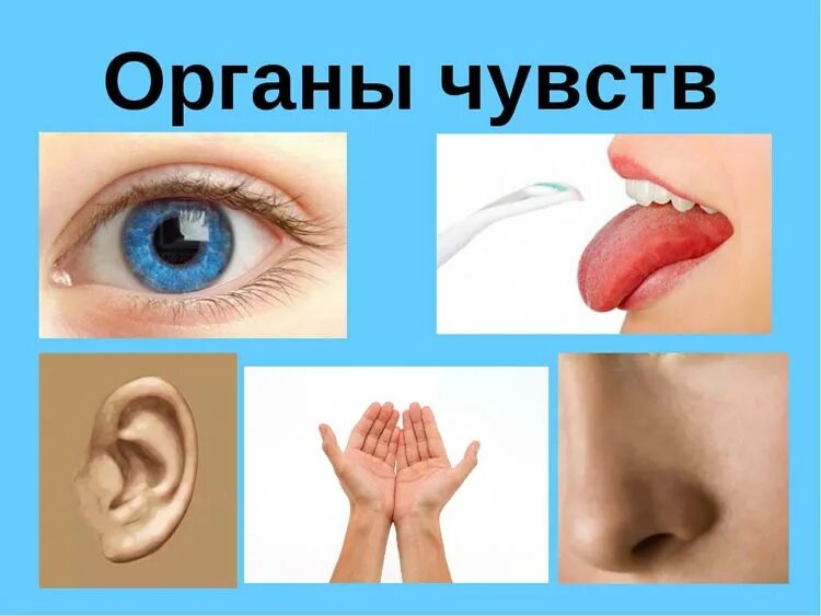 Сложные органы чувств. Органы чувств. Органы чувств рисунок. Органы чувств человека для детей дошкольников. Картинки на тему органы чувств.