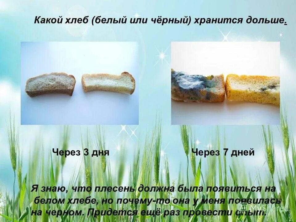 Надо ли есть хлеб. Надо ли есть хлеб