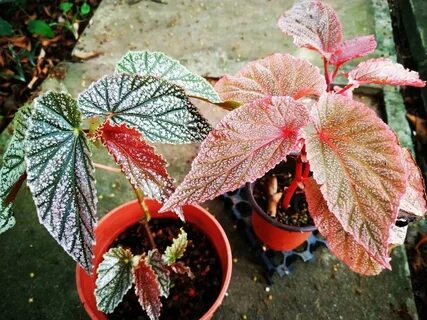 Begonia ameen beats