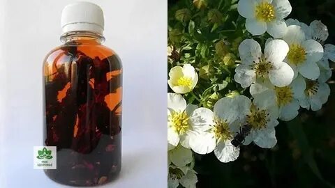 Лапчатка белая экстракт