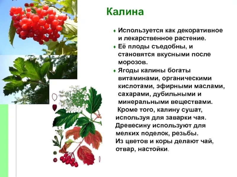 Калина как определить. Калина обыкновенная ягоды. растение калина с ягодами. калина обыкновенная съедобная. калина это кустарник или дерево 2 класс.