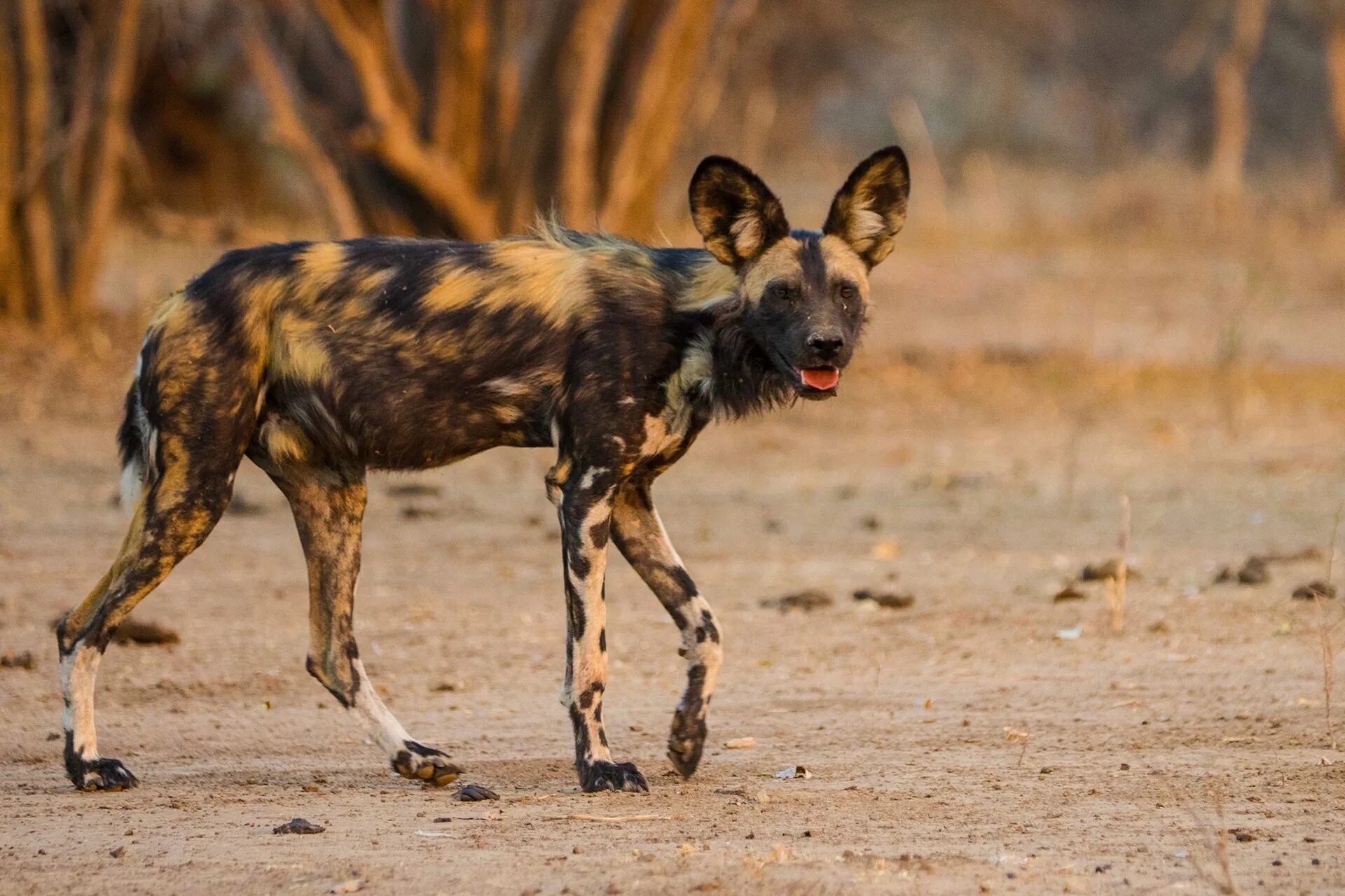 Гиеновидная собака в африке. Wild dogs. Wild dogs. Гиеновидная собака: африканская дикая. Wild dogs.