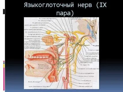 9 нерв