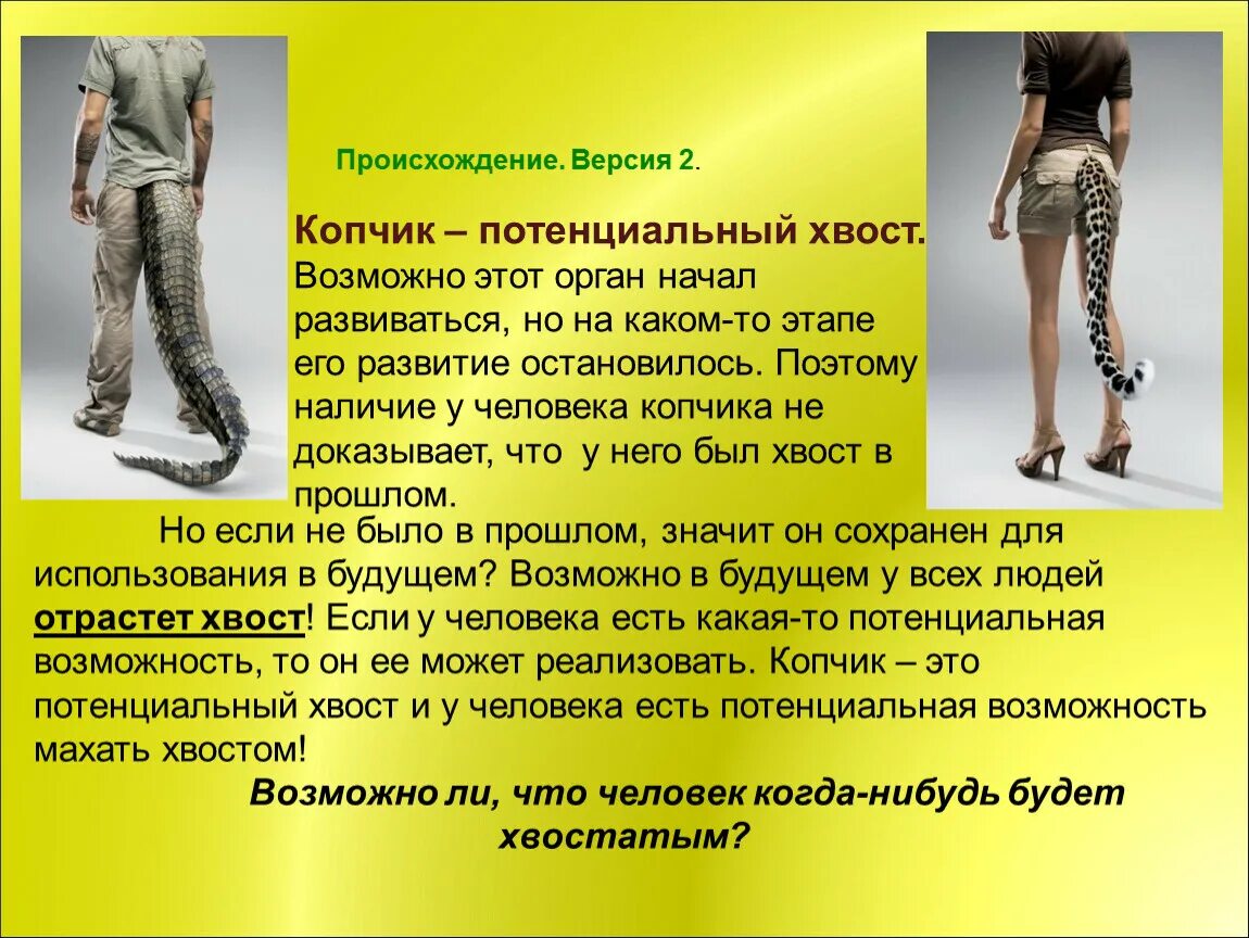 Длинный хвост животного. Куда делся хвост. Протез хвоста для лисы. Есть ди у чедовека хвост. Куда делся хвост.