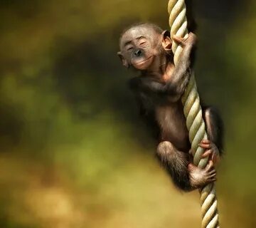Скачать обои канат, обезьяна, детеныш, rope, monkey разрешение 960x854 #30952