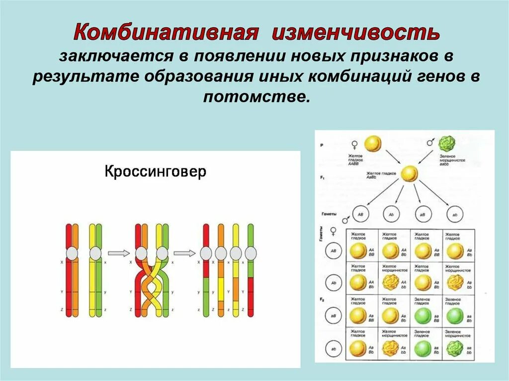 Появление новых сочетаний генов. Комбинативная изменчивость. Комбинативная мутация. Комбинативная изменчивость это в биологии. Основы комбинативной изменчивости.