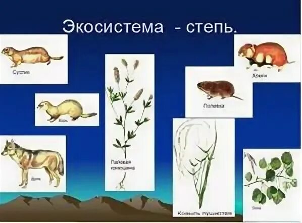Цепь питания в широкой степи. Цепь питания в широкой степи