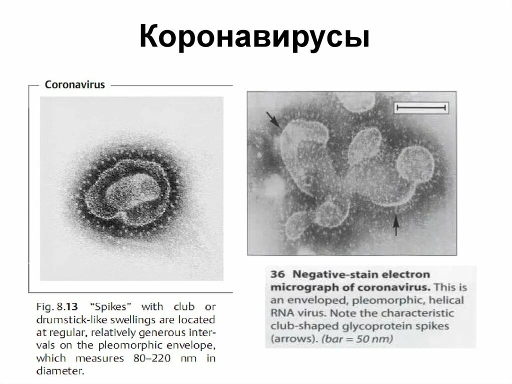 Откуда коронавирус. Коронавирус микробиология строение. Коронавирус таксономия микробиология. Коронавирус биологическое строение. Коронавирус микробиология структура.