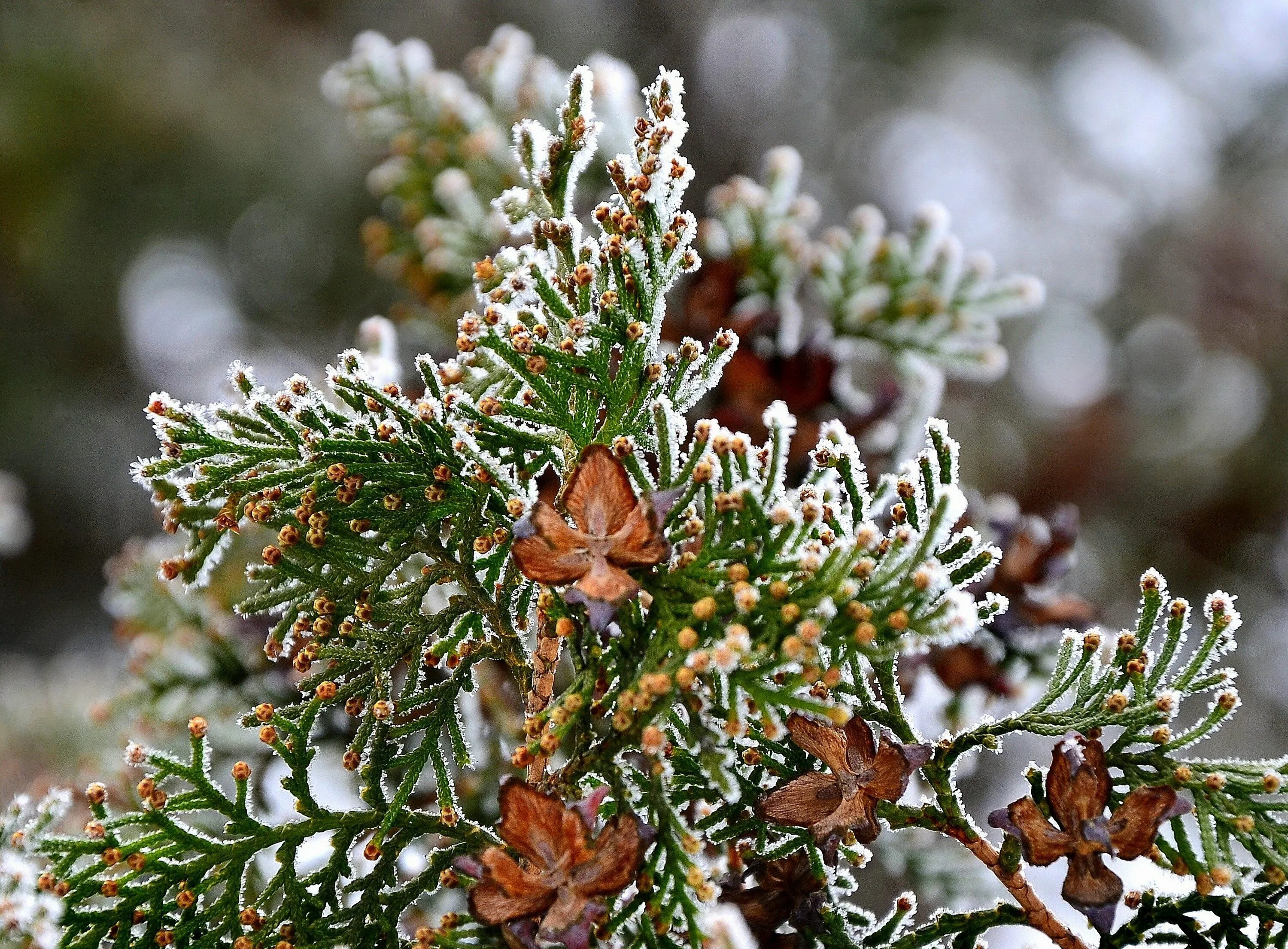 Туя зимой. Туя западная smaragd зимой. Туя зимой. Заснеженная туя. Туя зимой.