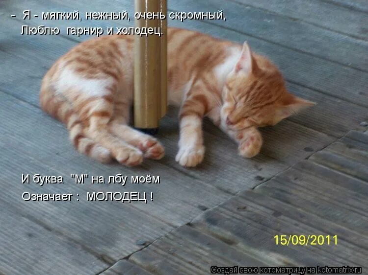 скромный пока. кот которому пофиг. надпись пока. скромный пока. скромный пока.