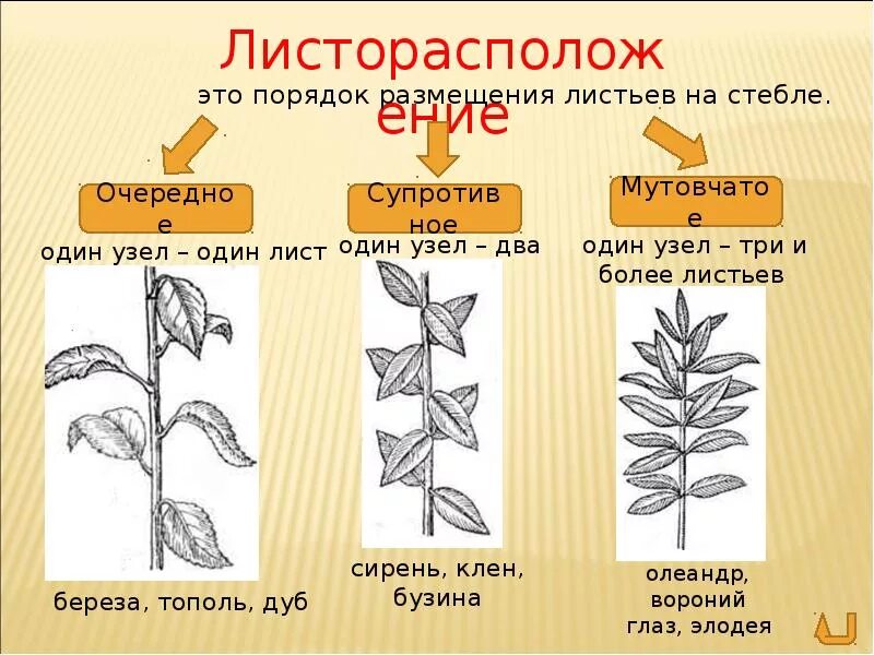 Типы листорасположения листьев. Типы жилкования листьев и типы листорасположения. Листорасположение листьев биология. Типы листорасположение листа. Пшеница простой или сложный