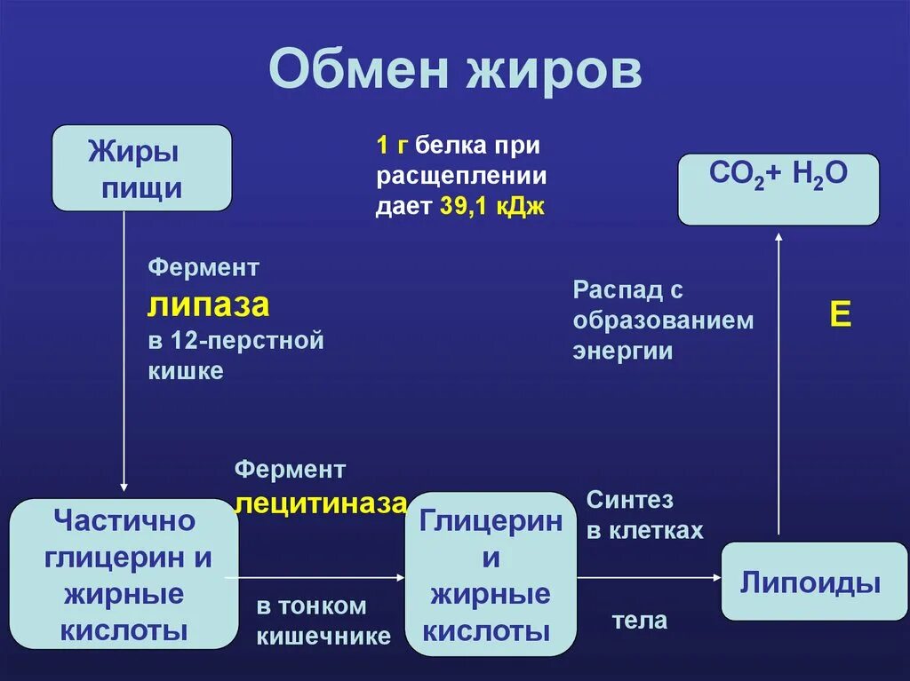 Какие органы участвуют в выведении продуктов распада. Обмен жиров в организме человека схема. Обмен жиров в организме биология 8 класс таблица. Обмен жиров в организме человека схема 8 класс. Этапы жирового обмена схема.