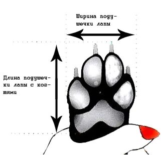 Длина лапки