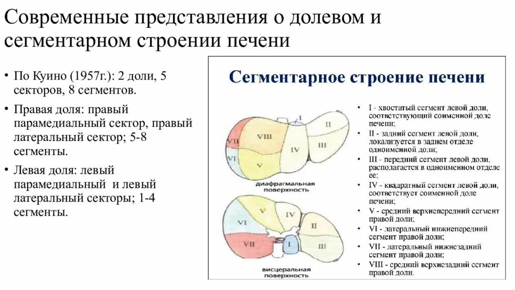 5 долей печени