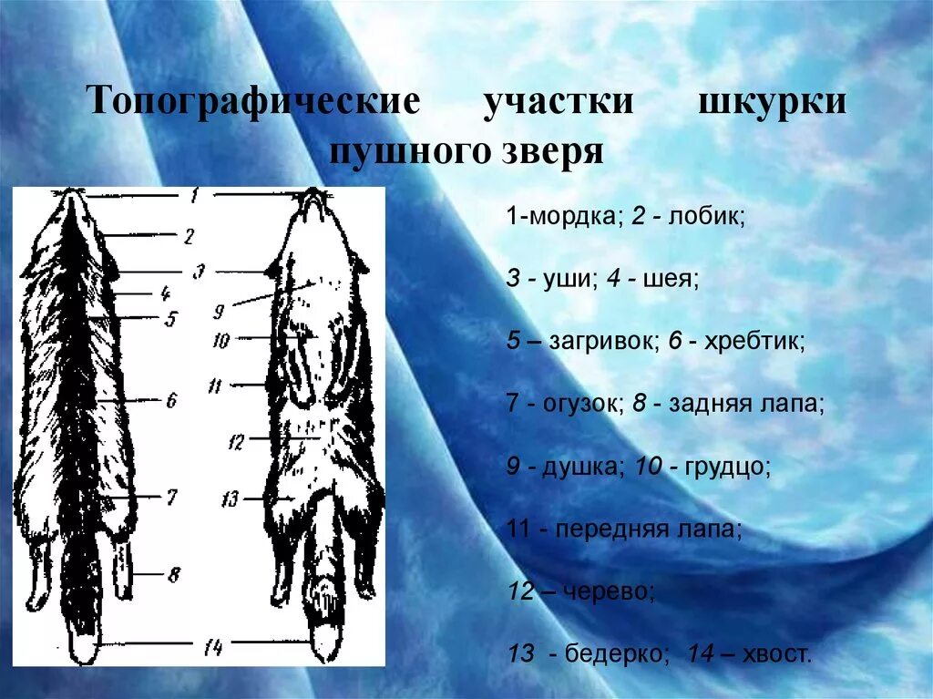 Прочитайте текст сложное строение волосков меха. Топографические участки шкур животных. строение пушно-меховой шкурки. топография пушных шкур.