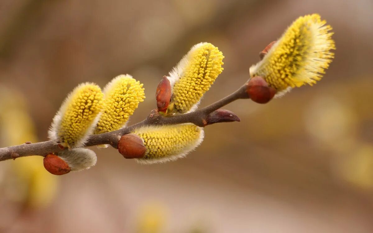 желтые почки. верба дерево. желтые почки. желтые почки. верба тальник дерево.